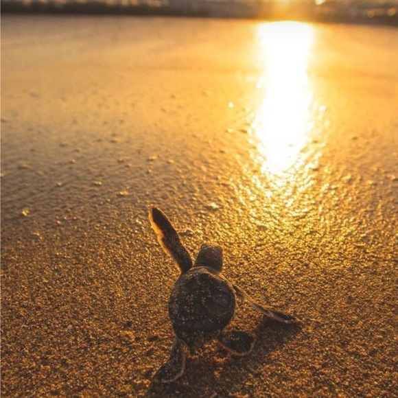 Meet your Posher, Hart Home by Chandco! - Picture 5 of 16